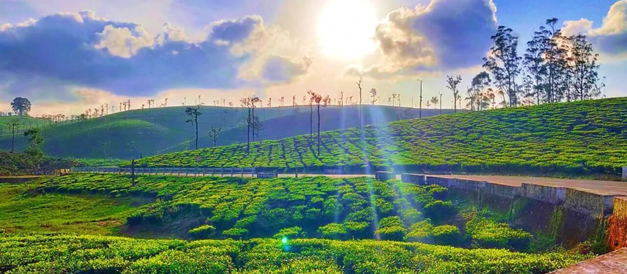 Real Estate in Valparai