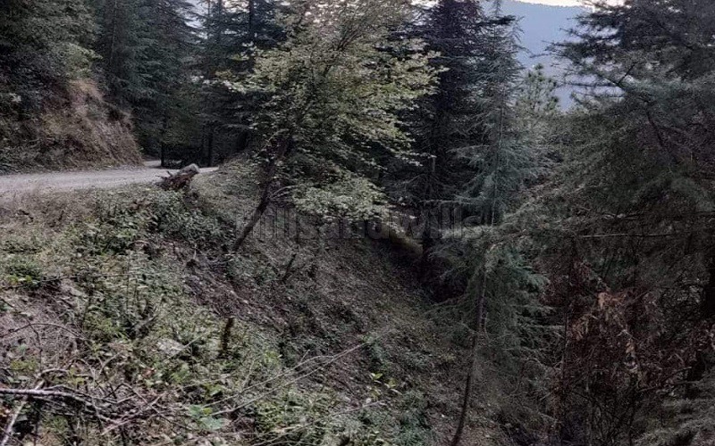 ₹85 Lac&nbsp;|&nbsp;33 biswa agriculture land for sale  in mashobra shimla