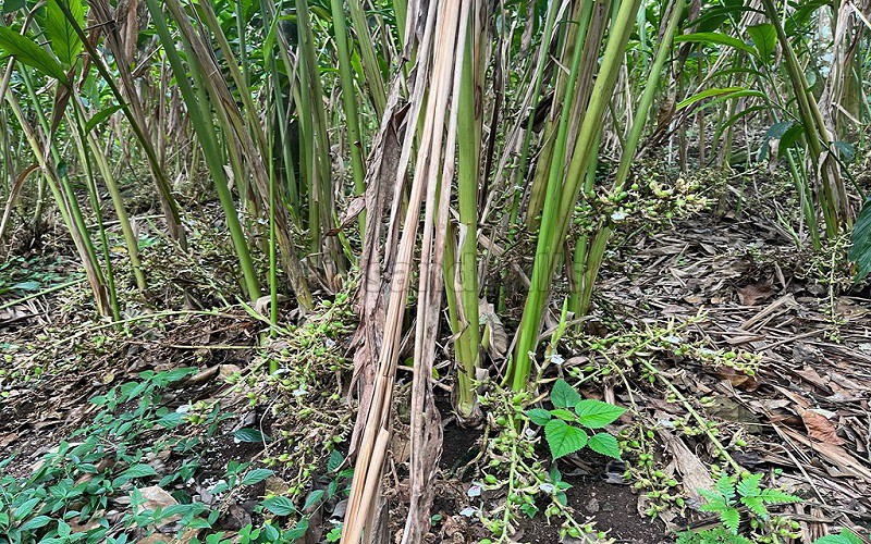 ₹4.95 Cr&nbsp;|&nbsp;9 acres agriculture land for sale  in chembalam idukki