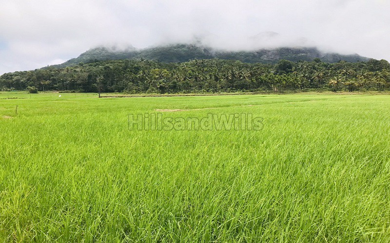 ₹12 Lac | 83 cents agriculture land for sale in ambalavayal wayanad