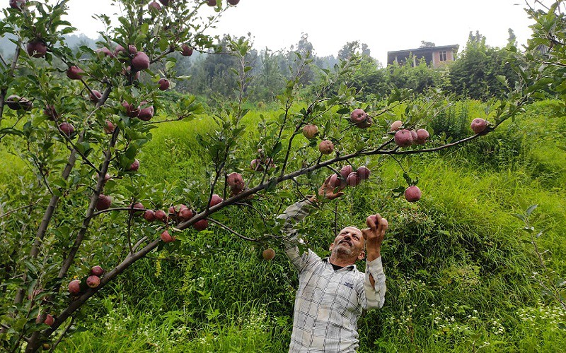 ₹1 Cr&nbsp;|&nbsp;5 bigha agriculture land for sale  in sirmour shimla