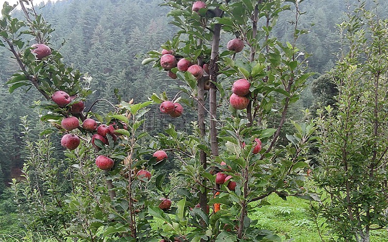 ₹1 Cr&nbsp;|&nbsp;5 bigha agriculture land for sale  in sirmour shimla