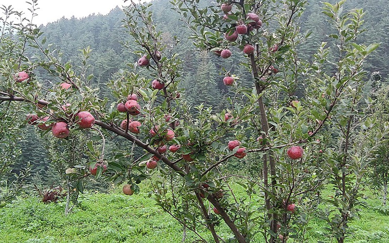 ₹1 Cr&nbsp;|&nbsp;5 bigha agriculture land for sale  in sirmour shimla