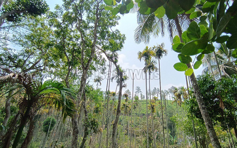 ₹55 Lac&nbsp;|&nbsp;123 cents residential plot for sale  in vaduvanchal wayanad