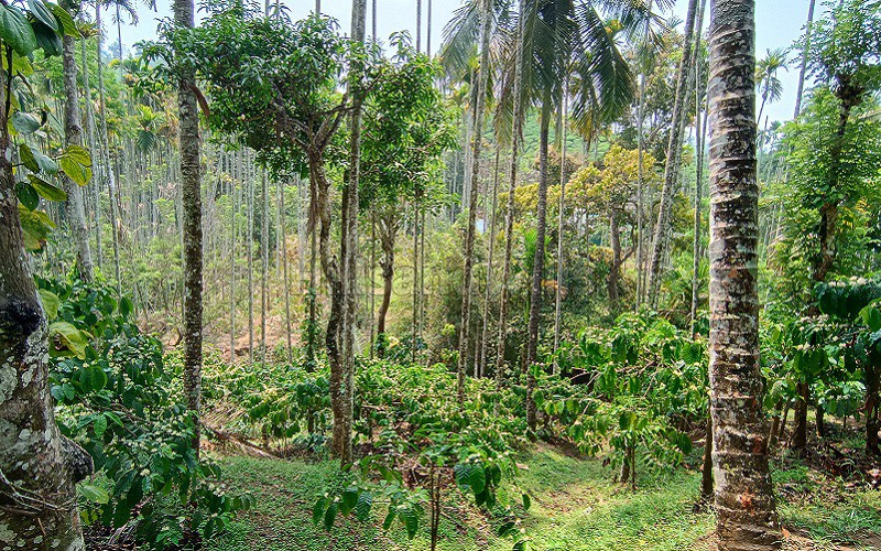 ₹55 Lac&nbsp;|&nbsp;123 cents residential plot for sale  in vaduvanchal wayanad
