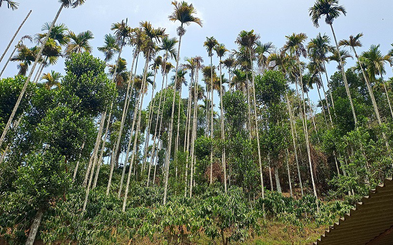 ₹55 Lac&nbsp;|&nbsp;123 cents residential plot for sale  in vaduvanchal wayanad