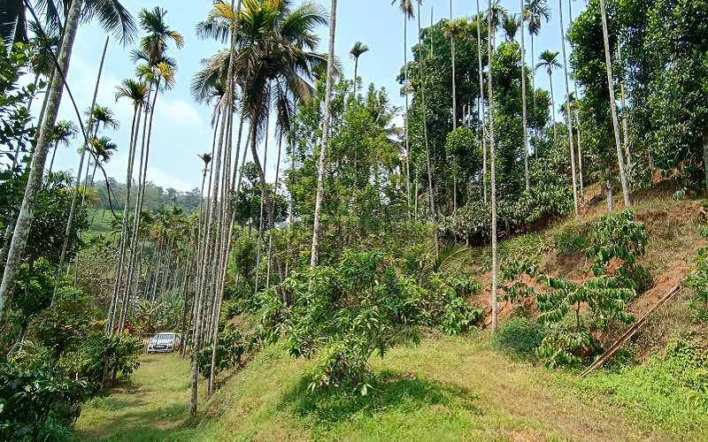 ₹55 Lac&nbsp;|&nbsp;123 cents residential plot for sale  in vaduvanchal wayanad