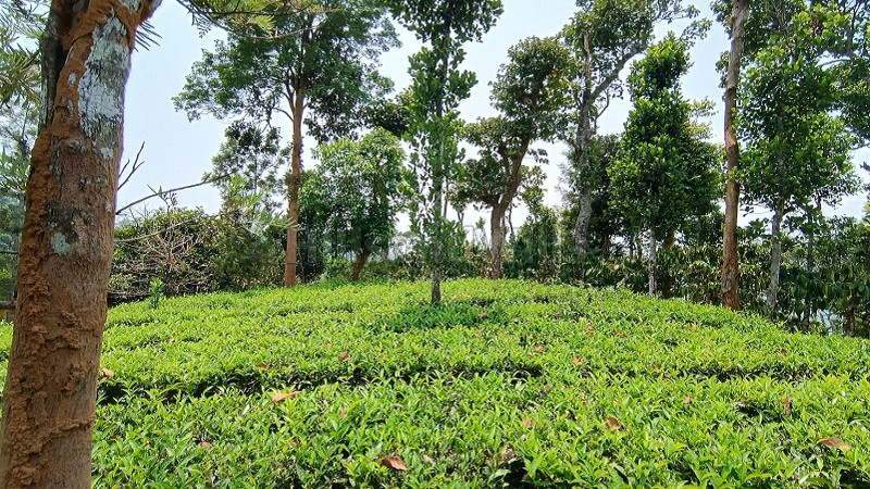 ₹60 Lac&nbsp;|&nbsp;1 acres tea estate for sale  in meenmutty wayanad