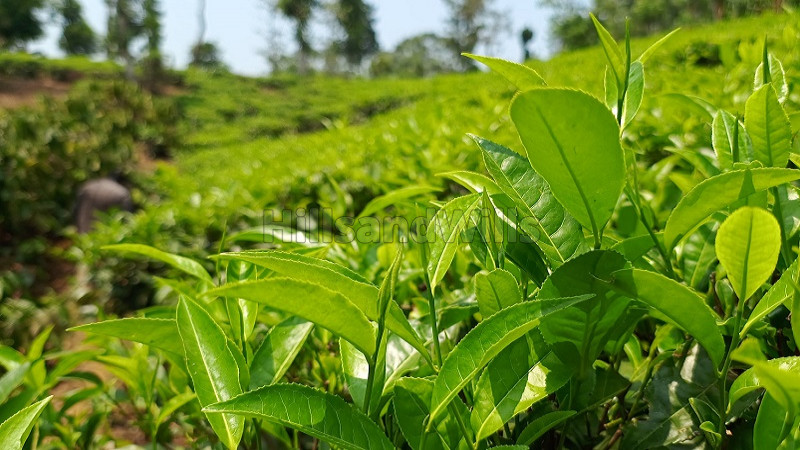 ₹60 Lac&nbsp;|&nbsp;1 acres tea estate for sale  in meenmutty wayanad