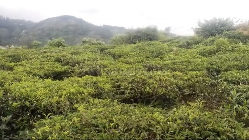 ₹1.40 Cr&nbsp;|&nbsp;25000 sq.ft. agriculture land for sale  in selas hullical coonoor
