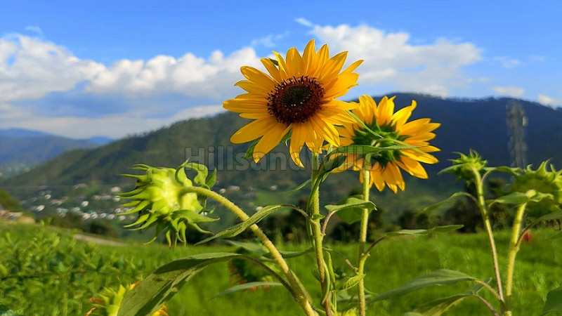 ₹70 Lac | 2bhk cottage for sale in kausani uttarakhand