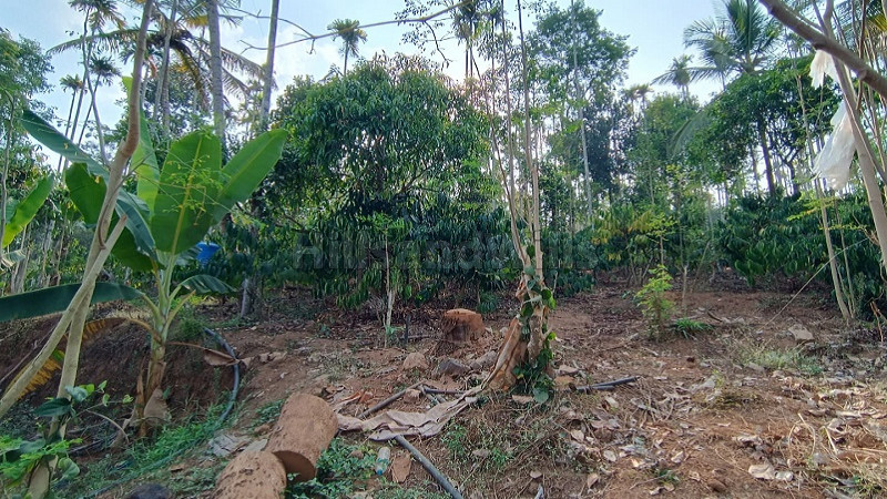 ₹35 Lac&nbsp;|&nbsp;1 acres residential plot for sale  in bathery wayanad