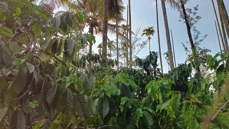 ₹35 Lac&nbsp;|&nbsp;1 acres residential plot for sale  in bathery wayanad