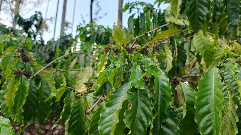 ₹35 Lac&nbsp;|&nbsp;1 acres residential plot for sale  in bathery wayanad