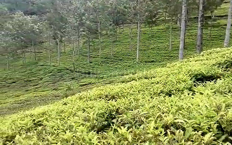 ₹1.30 Cr&nbsp;|&nbsp;5 cents residential plot for sale  in kannerimukku kotagiri