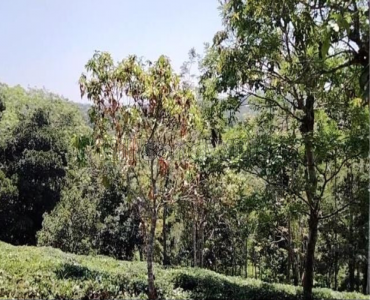 2 acres agriculture land for sale in kaiyunni gudalur 2 acres agriculture land for sale in kaiyunni gudalur