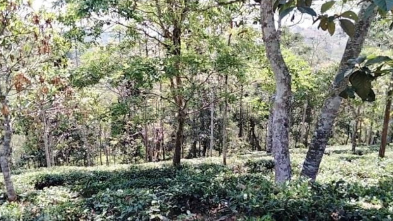 ₹40 Lac&nbsp;|&nbsp;2 acres agriculture land for sale  in kaiyunni gudalur