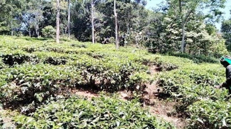 ₹40 Lac&nbsp;|&nbsp;2 acres agriculture land for sale  in kaiyunni gudalur