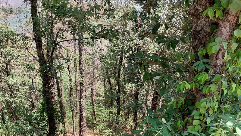 ₹3.50 Cr&nbsp;|&nbsp;8 bigha agriculture land for sale  in hira nagar shimla