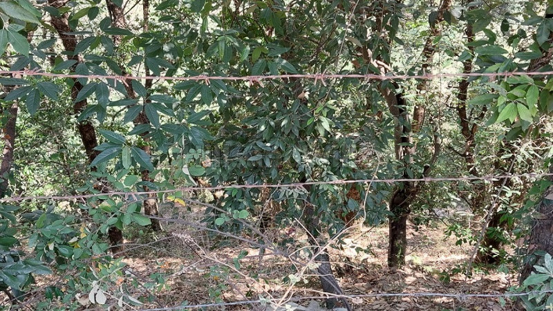 ₹3.50 Cr&nbsp;|&nbsp;8 bigha agriculture land for sale  in hira nagar shimla