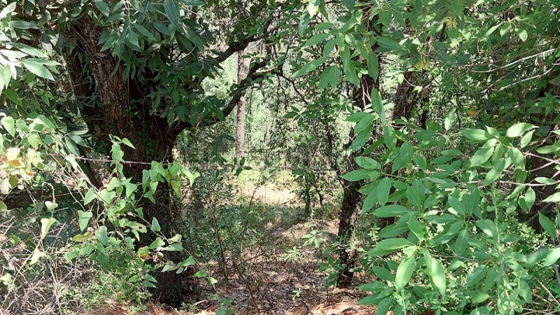 ₹3.50 Cr&nbsp;|&nbsp;8 bigha agriculture land for sale  in hira nagar shimla