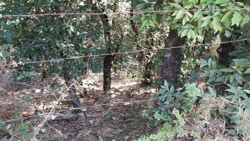 ₹3.50 Cr&nbsp;|&nbsp;8 bigha agriculture land for sale  in hira nagar shimla