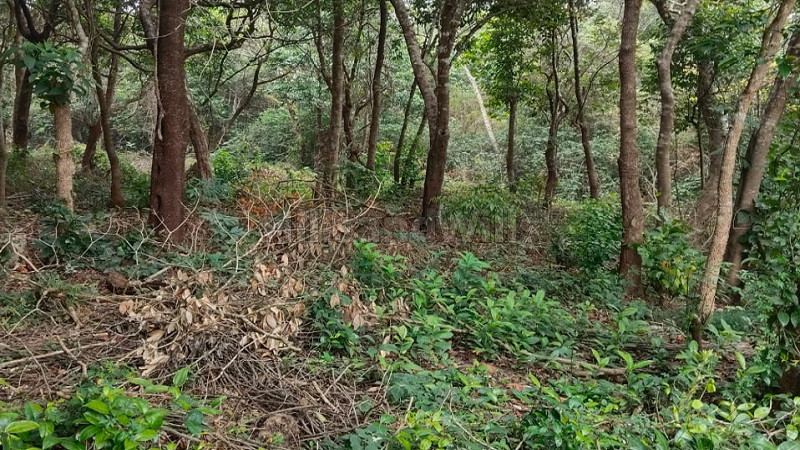 ₹65 Lac&nbsp;|&nbsp;1.75 acres agriculture land for sale  in mudigere chikmagalur