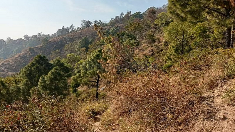 ₹55 Lac&nbsp;|&nbsp;250 sq.yards residential plot for sale  in kasauli solan