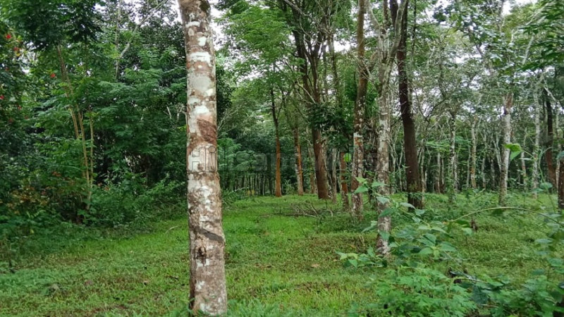₹2.20 Cr | 4 acres agriculture land for sale in nadavayal wayanad