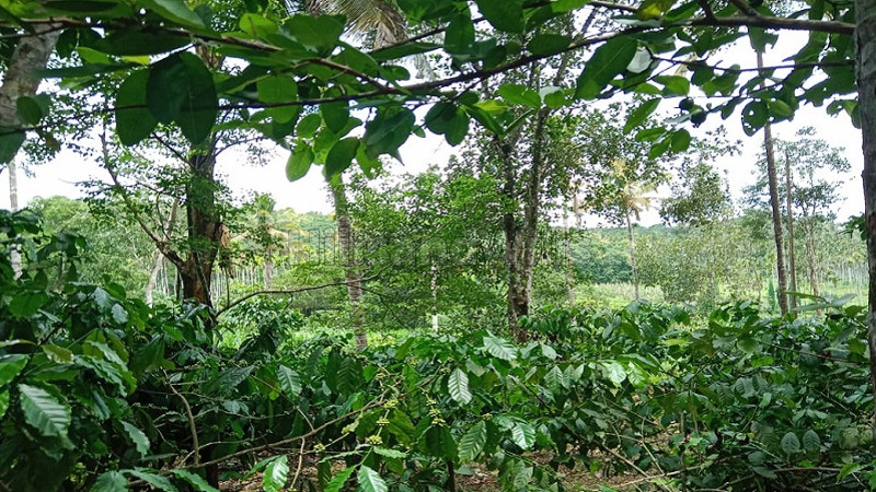 ₹2.20 Cr | 4 acres agriculture land for sale in nadavayal wayanad