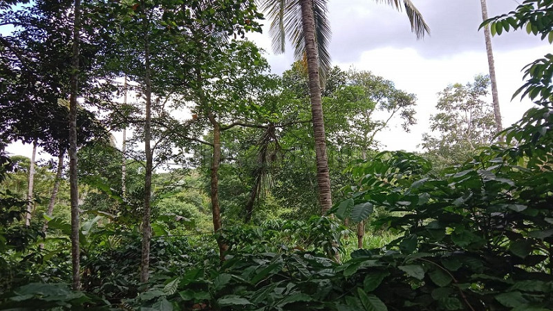 ₹2.20 Cr | 4 acres agriculture land for sale in nadavayal wayanad