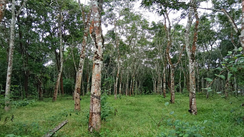 ₹2.20 Cr | 4 acres agriculture land for sale in nadavayal wayanad