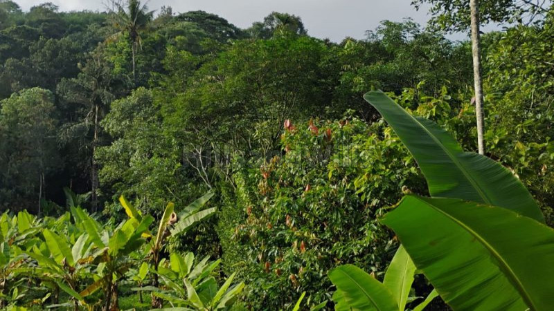 ₹1.90 Cr&nbsp;|&nbsp;5 acres agriculture land for sale  in anachal munnar