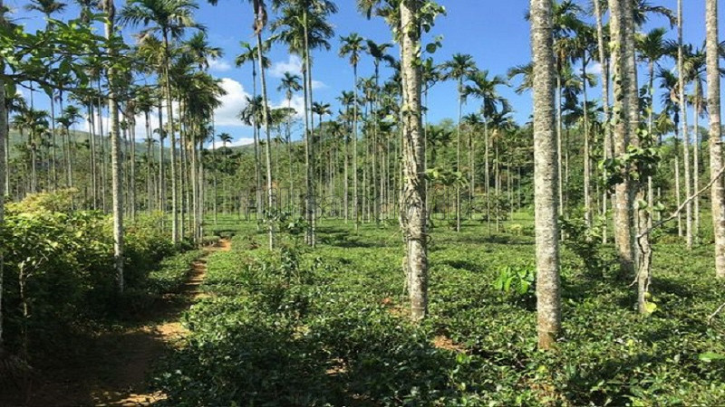 ₹3.75 Cr&nbsp;|&nbsp;2 acres tea estate for sale  in devala gudalur