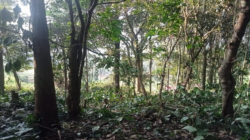 ₹68 Lac&nbsp;|&nbsp;1.65 acres coffee estate for sale  in bhagamandala coorg