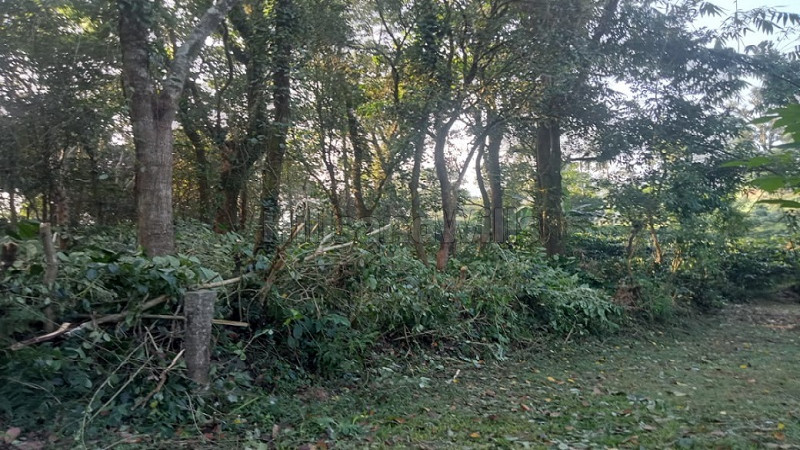 ₹68 Lac&nbsp;|&nbsp;1.65 acres coffee estate for sale  in bhagamandala coorg