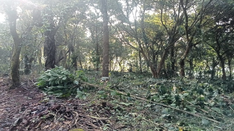 ₹68 Lac&nbsp;|&nbsp;1.65 acres coffee estate for sale  in bhagamandala coorg