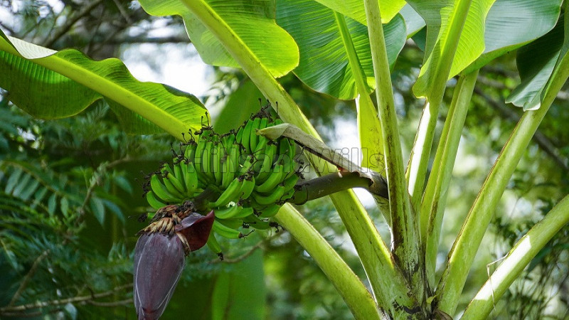 ₹96.25 Lac | 2.75 acres agriculture land for sale in kodaikanal