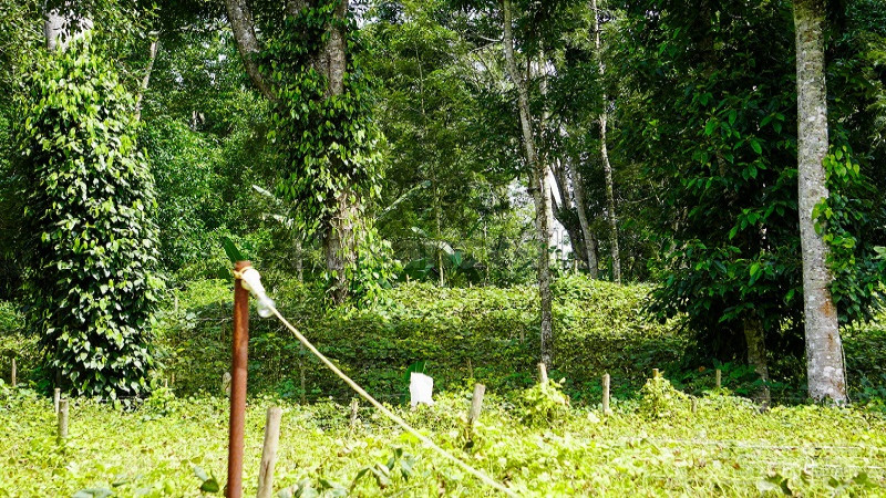 ₹96.25 Lac | 2.75 acres agriculture land for sale in kodaikanal