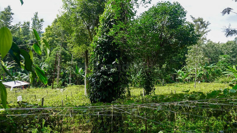 ₹96.25 Lac | 2.75 acres agriculture land for sale in kodaikanal