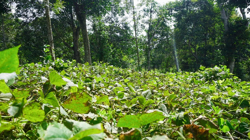 ₹96.25 Lac | 2.75 acres agriculture land for sale in kodaikanal