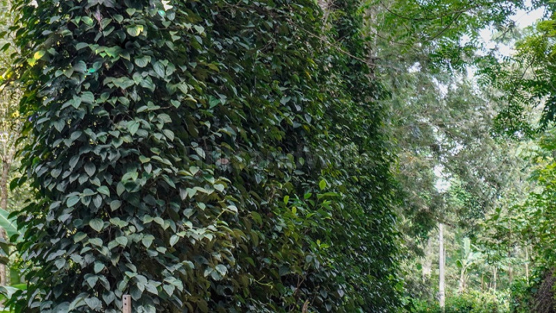 ₹96.25 Lac | 2.75 acres agriculture land for sale in kodaikanal