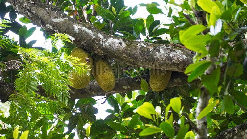 ₹96.25 Lac | 2.75 acres agriculture land for sale in kodaikanal