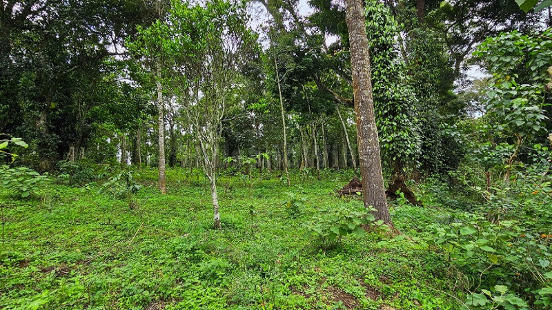 ₹46 Lac&nbsp;|&nbsp;2 acres agriculture land for sale  in kodaikanal