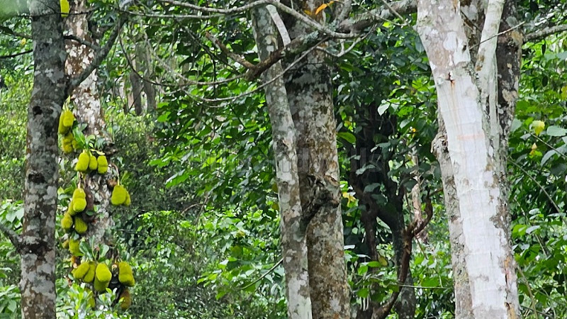 ₹46 Lac&nbsp;|&nbsp;2 acres agriculture land for sale  in kodaikanal