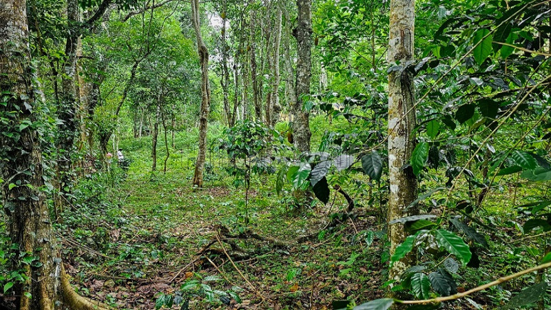 ₹46 Lac&nbsp;|&nbsp;2 acres agriculture land for sale  in kodaikanal