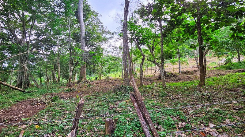 ₹46 Lac&nbsp;|&nbsp;2 acres agriculture land for sale  in kodaikanal