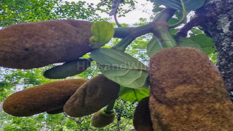 ₹46 Lac&nbsp;|&nbsp;2 acres agriculture land for sale  in kodaikanal