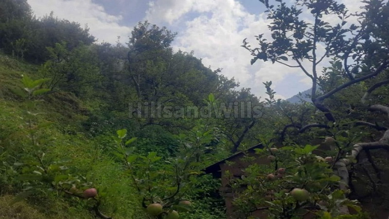 ₹2.50 Cr&nbsp;|&nbsp;19 bigha apple orchard for sale  in narkanda shimla