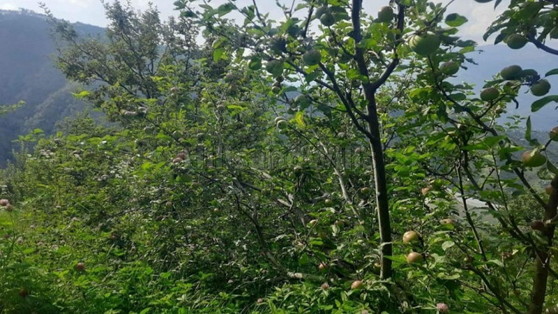 ₹2.50 Cr&nbsp;|&nbsp;19 bigha apple orchard for sale  in narkanda shimla